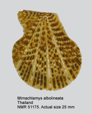 Mimachlamys albolineata.jpg - Mimachlamys albolineata(G.B.Sowerby,1842)